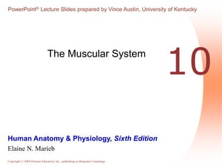 PowerPoint® Lecture Slides prepared by Vince Austin, University of Kentucky 
10 The Muscular System 
Human Anatomy & Physiology, Sixth Edition 
Elaine N. Marieb 
Copyright © 2004 Pearson Education, Inc., publishing as Benjamin Cummings 
 