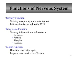Chapter 10 Nervous System I - Basic Structure and Function | PPT