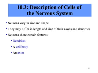 Chapter 10 Nervous System I - Basic Structure and Function | PPT