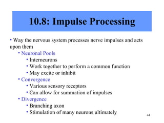 Chapter 10 Nervous System I - Basic Structure and Function | PPT