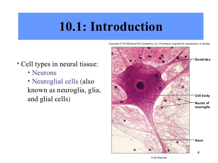 Nervous Tissue Structure And Functions Of Human Tissue Types Classical