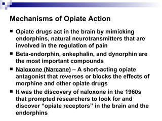 Mechanisms of Opiate Action Opiate drugs act in the brain by mimicking endorphins, natural neurotransmitters that are involved in the regulation of pain Beta-endorphin, enkephalin, and dynorphin are the most important compounds Naloxone (Narcane)  – A short-acting opiate antagonist that reverses or blocks the effects of morphine and other opiate drugs It was the discovery of naloxone in the 1960s that prompted researchers to look for and discover “opiate receptors” in the brain and the endorphins 