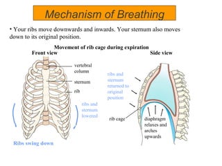 Chapter 10 respiration | PPT