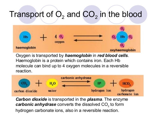Chapter 10 respiration