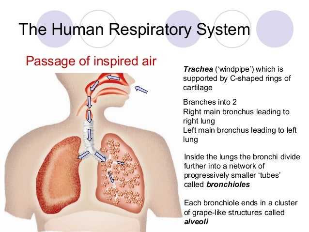 The Grape Like Clusters Of Air Sacs Within The Lungs