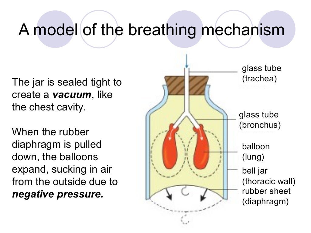 Chapter 10 respiration