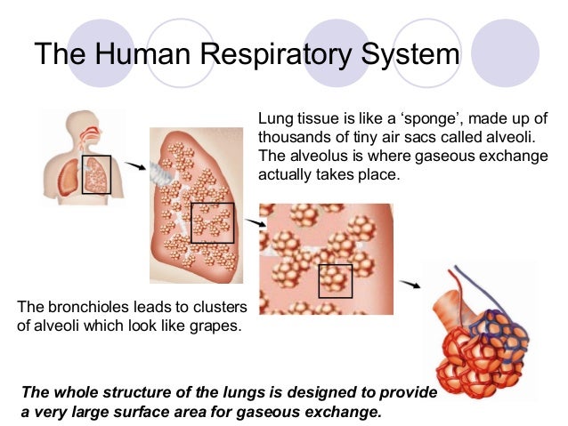 The Grape Like Clusters Of Air Sacs Within The Lungs