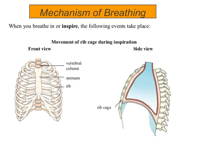 Chapter 10 respiration