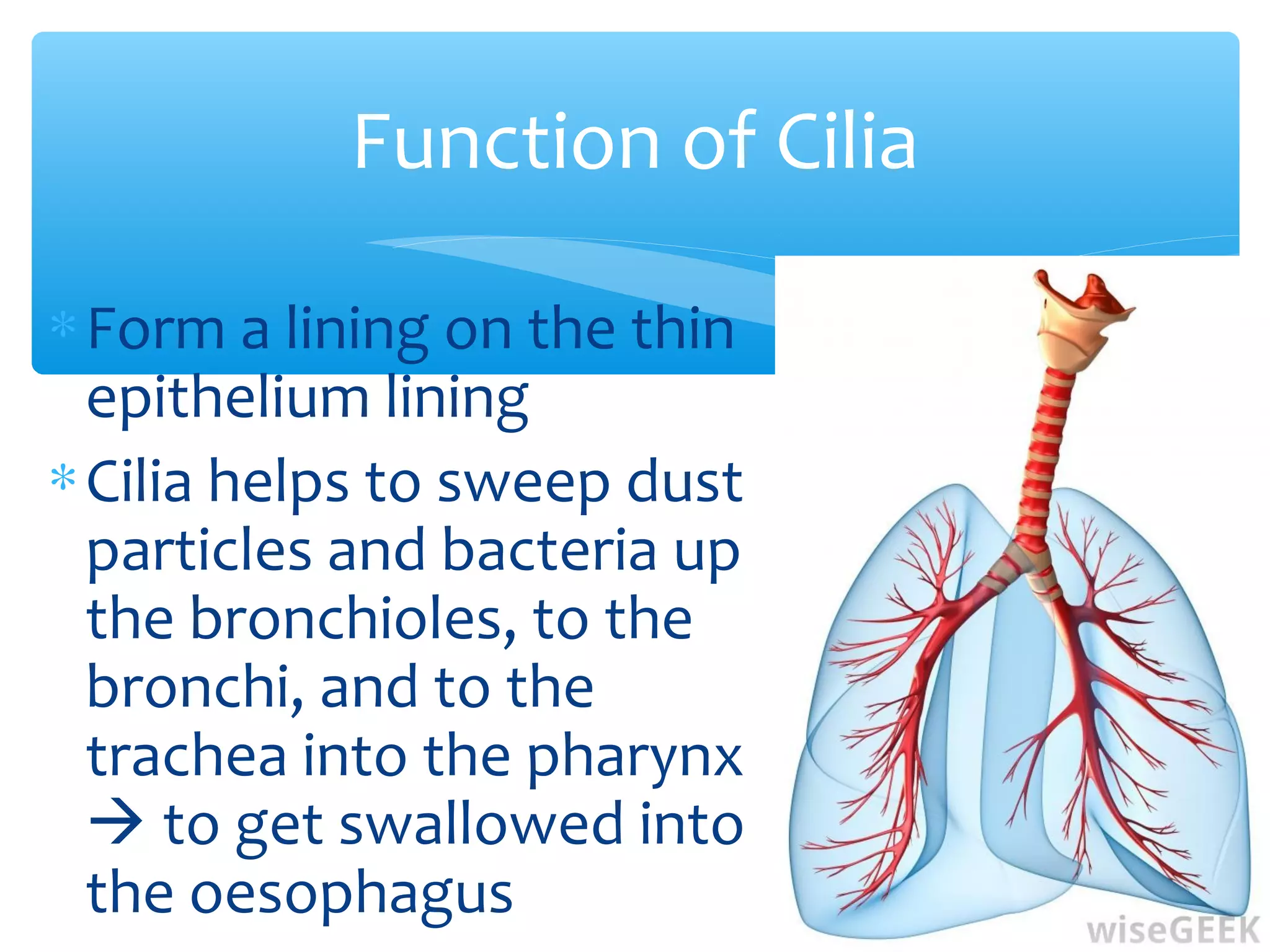 Function of Cilia
∗Form a lining on the thin
epithelium lining
∗Cilia helps to sweep dust
particles and bacteria up
the bronchioles, to the
bronchi, and to the
trachea into the pharynx
 to get swallowed into
the oesophagus
 