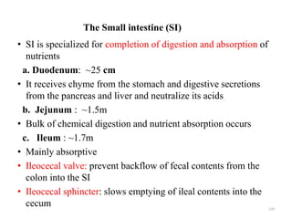 The Small intestine (SI)
• SI is specialized for completion of digestion and absorption of
nutrients
a. Duodenum: ~25 cm
•...