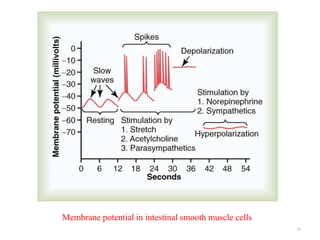 25
Membrane potential in intestinal smooth muscle cells
 