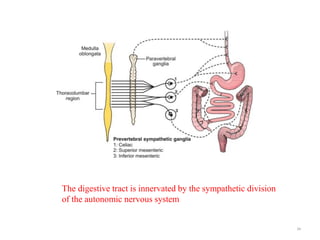 34
The digestive tract is innervated by the sympathetic division
of the autonomic nervous system
 