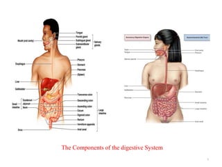 5
The Components of the digestive System
 
