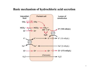 Basic mechanism of hydrochloric acid secretion
88
 