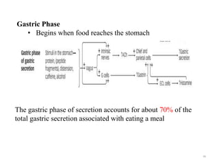 Gastric Phase
99
The gastric phase of secretion accounts for about 70% of the
total gastric secretion associated with eati...