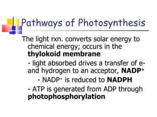 Pathways of Photosynthesis The light rxn. converts solar energy to chemical energy; occurs in the  thylokoid membrane - light absorbed drives a transfer of e- and hydrogen to an acceptor,  NADP + - NADP +  is reduced to  NADPH - ATP is generated from ADP through  photophosphorylation 