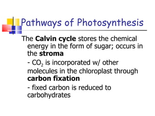 Pathways of Photosynthesis The  Calvin cycle  stores the chemical energy in the form of sugar; occurs in the  stroma - CO 2  is incorporated w/ other molecules in the chloroplast through  carbon fixation - fixed carbon is reduced to carbohydrates 