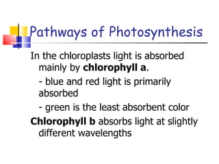 Pathways of Photosynthesis In the chloroplasts light is absorbed mainly by  chlorophyll a . - blue and red light is primarily absorbed - green is the least absorbent color Chlorophyll b  absorbs light at slightly different wavelengths 