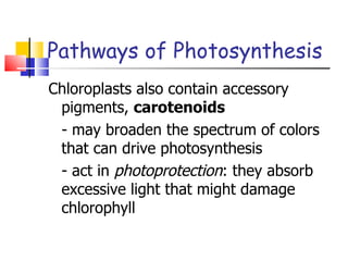 Pathways of Photosynthesis Chloroplasts also contain accessory pigments,  carotenoids - may broaden the spectrum of colors that can drive photosynthesis - act in  photoprotection : they absorb  excessive light that might damage chlorophyll 