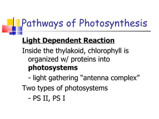 Pathways of Photosynthesis Light Dependent Reaction Inside the thylakoid, chlorophyll is organized w/ proteins into  photosystems - light gathering “antenna complex” Two types of photosystems - PS II, PS I  