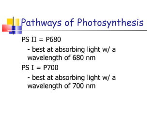 Pathways of Photosynthesis PS II = P680 - best at absorbing light w/ a wavelength of 680 nm PS I = P700 - best at absorbing light w/ a wavelength of 700 nm 