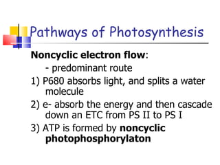 Pathways of Photosynthesis Noncyclic electron flow : - predominant route 1) P680 absorbs light, and splits a water molecule 2) e- absorb the energy and then cascade down an ETC from PS II to PS I 3) ATP is formed by  noncyclic photophosphorylaton   