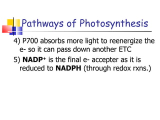 Pathways of Photosynthesis 4) P700 absorbs more light to reenergize the e- so it can pass down another ETC 5)  NADP +  is the final e- accepter as it is reduced to  NADPH  (through redox rxns.) 