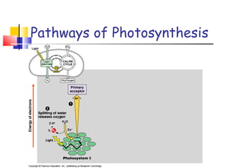 Pathways of Photosynthesis 