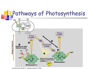 Pathways of Photosynthesis 