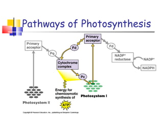 Pathways of Photosynthesis 