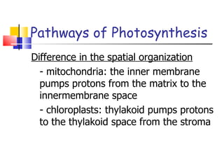 Pathways of Photosynthesis Difference in the spatial organization - mitochondria: the inner membrane pumps protons from the matrix to the innermembrane space - chloroplasts: thylakoid pumps protons to the thylakoid space from the stroma 