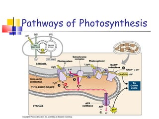 Pathways of Photosynthesis 