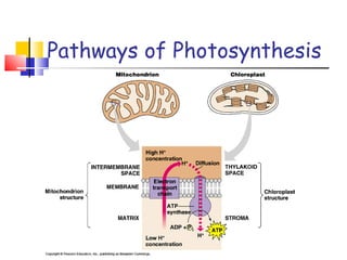 Pathways of Photosynthesis 