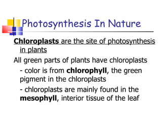 Photosynthesis In Nature Chloroplasts  are the site of photosynthesis in plants All green parts of plants have chloroplasts - color is from  chlorophyll , the green pigment in the chloroplasts - chloroplasts are mainly found in the  mesophyll , interior tissue of the leaf 