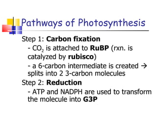 Pathways of Photosynthesis Step 1:  Carbon fixation - CO 2  is attached to  RuBP  (rxn. is catalyzed by  rubisco ) - a 6-carbon intermediate is created    splits into 2 3-carbon molecules Step 2:  Reduction - ATP and NADPH are used to transform the molecule into  G3P 