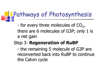 Pathways of Photosynthesis - for every three molecules of CO 2 , there are 6 molecules of G3P; only 1 is a net gain Step 3:  Regeneration of RuBP - the remaining 5 molecule of G3P are reconverted back into RuBP to continue the Calvin cycle 