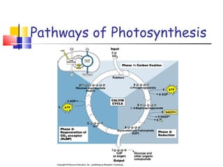 Pathways of Photosynthesis 