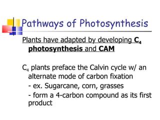 Pathways of Photosynthesis Plants have adapted by developing  C 4  photosynthesis  and  CAM C 4  plants preface the Calvin cycle w/ an alternate mode of carbon fixation - ex. Sugarcane, corn, grasses - form a 4-carbon compound as its first product 