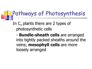 Pathways of Photosynthesis In C 4  plants there are 2 types of photosynthetic cells -  Bundle-sheath cells  are arranged into tightly packed sheaths around the veins;  mesophyll cells  are more loosely arranged 