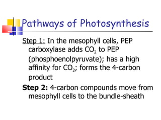 Pathways of Photosynthesis Step 1:  In the mesophyll cells, PEP carboxylase adds CO 2  to PEP (phosphoenolpyruvate); has a high affinity for CO 2 ; forms the 4-carbon product Step 2:  4-carbon compounds move from mesophyll cells to the bundle-sheath 