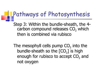 Pathways of Photosynthesis Step 3: Within the bundle-sheath, the 4-carbon compound releases CO 2  which then is combined via rubisco The mesophyll cells pump CO 2  into the bundle-sheath so the [CO 2 ] is high enough for rubisco to accept CO 2  and not oxygen 