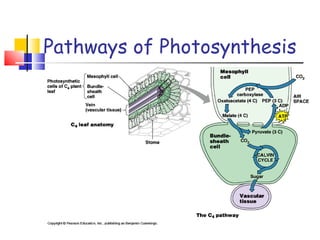 Pathways of Photosynthesis 