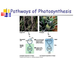Pathways of Photosynthesis 