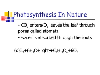 Photosynthesis In Nature - CO 2  enters/O 2  leaves the leaf through pores called stomata - water is absorbed through the roots 6CO 2 +6H 2 O+light  C 6 H 12 O 6 +6O 2 