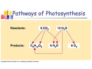 Pathways of Photosynthesis 