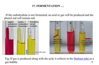 Chapter 10 Biochemical tests.pptx bacteriology | PPTX