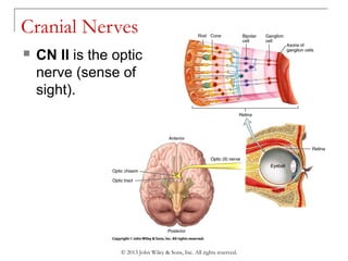 Chapter 10 central nervous system, spinal nerves, and cranial nerves | PPT