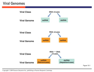 Viral Genomes Figure 10.1 