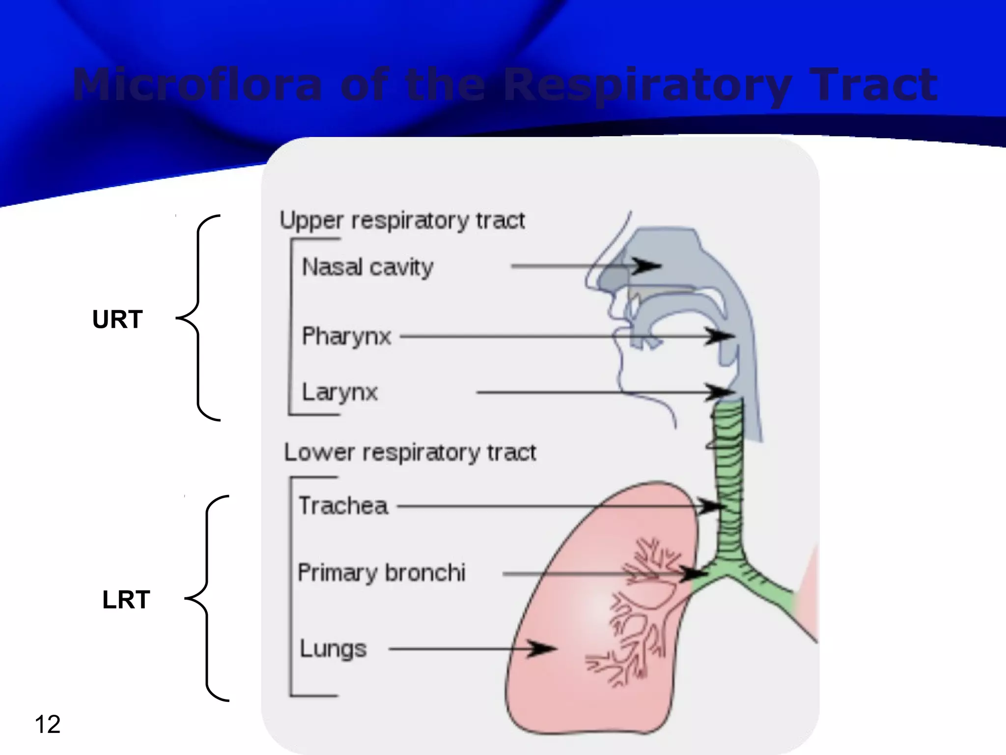 Microflora of the Respiratory Tract

URT

LRT

12

 