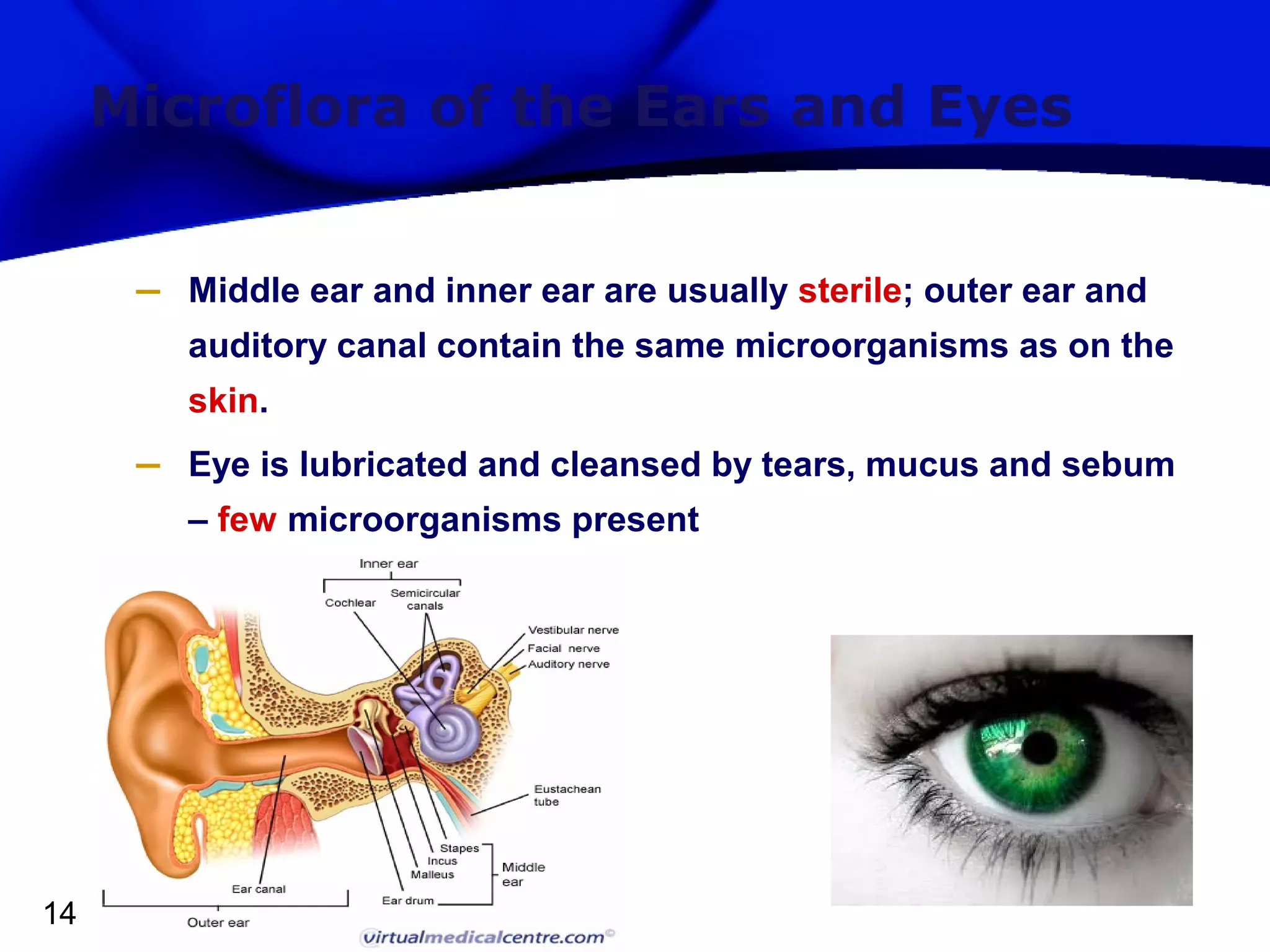 Microflora of the Ears and Eyes
–

Middle ear and inner ear are usually sterile; outer ear and
auditory canal contain the same microorganisms as on the
skin.

–

Eye is lubricated and cleansed by tears, mucus and sebum
– few microorganisms present

14

 